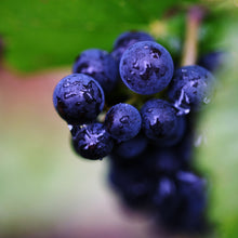 画像をギャラリービューアに読み込む, KUHEIJI クレマン・ド・ブルゴーニュ NV