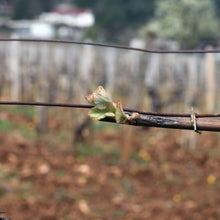 画像をギャラリービューアに読み込む, KUHEIJI サヴィニー・レ・ボーヌ 2020