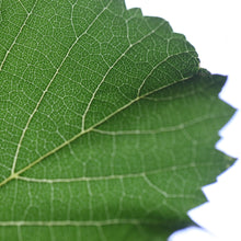 画像をギャラリービューアに読み込む, KUHEIJI ブルゴーニュ・シャルドネ 2022