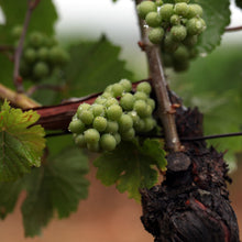 画像をギャラリービューアに読み込む, DOMAINE KUHEIJI ブルゴーニュ・アリゴテ 2020