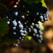 画像をギャラリービューアに読み込む, KUHEIJI ジュヴレ・シャンベルタン 2020