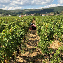 画像をギャラリービューアに読み込む, KUHEIJI アロース・コルトン 2020