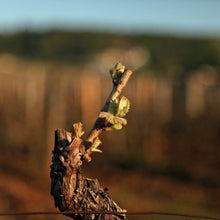 画像をギャラリービューアに読み込む, KUHEIJI コルトン・グラン・クリュ・レ・ブレッサンド 2018