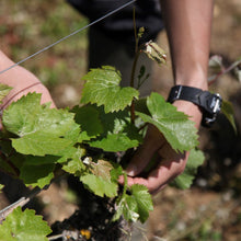 画像をギャラリービューアに読み込む, KUHEIJI コルトン・グラン・クリュ・レ・ブレッサンド 2018