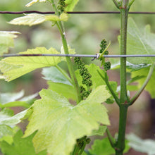 画像をギャラリービューアに読み込む, KUHEIJI シャンボール・ミュジニー プルミエ・クリュ レ・フスロット 2018