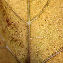 画像をギャラリービューアに読み込む, KUHEIJI ムルソー 2018