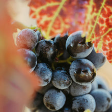 画像をギャラリービューアに読み込む, KUHEIJI フィサン 2020