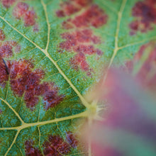 画像をギャラリービューアに読み込む, KUHEIJI フィサン 2020